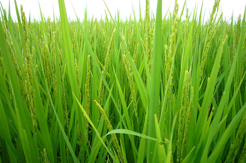 Rice sorting at harvest