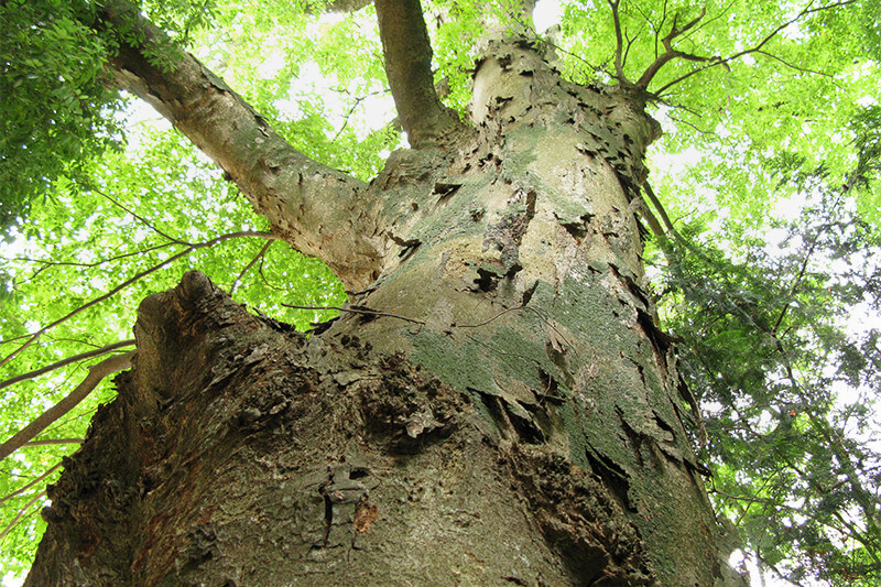 樹齢800年以上の欅