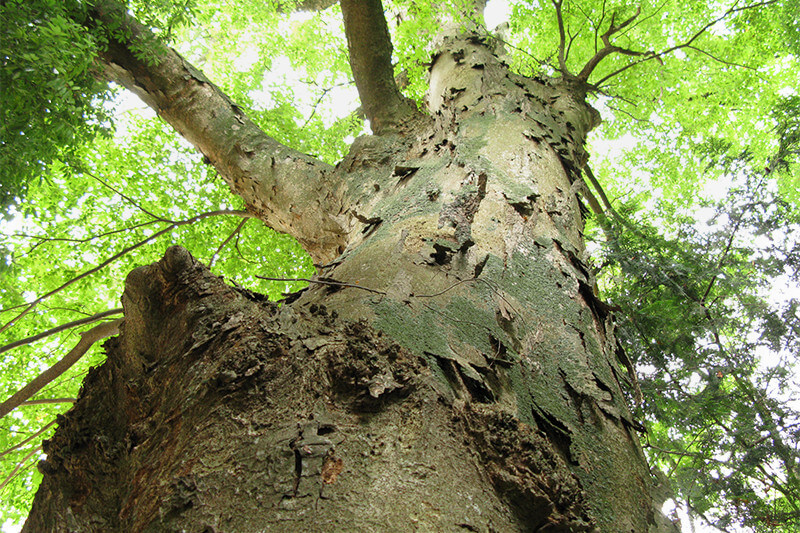 Zelkove trees aged more than 800 years