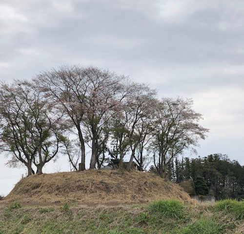 直ぐ近くの円墳の桜が満開です!!