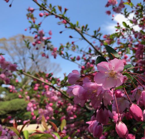 海棠が満開です🌸