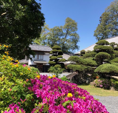 春爛漫、つつじが満開です!