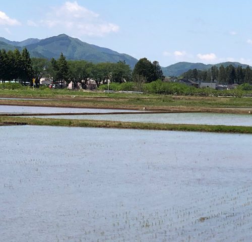 田植えが始まりました。