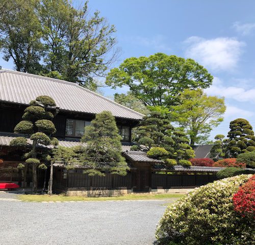 庭つつじと欅の若葉が綺麗です!