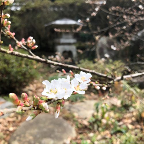 山桜桃の花が開花しました!!