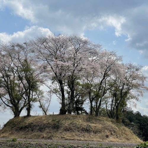 直ぐ側の古墳の桜です。