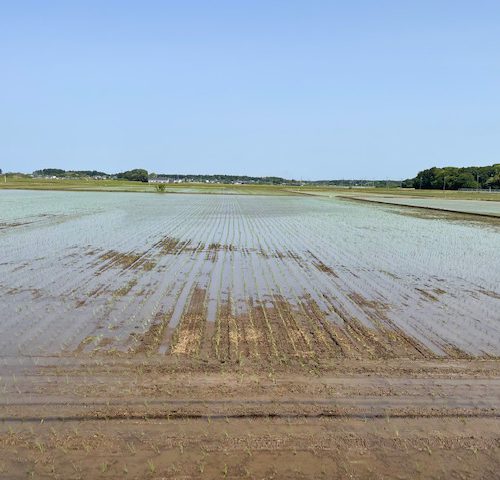 田植始まる!