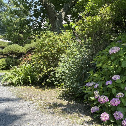 水無月の紫陽花 !