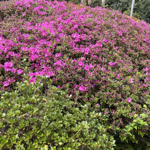 ツツジの古木が花開きはじめました。