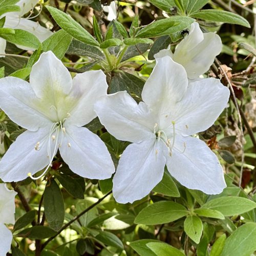 春爛漫、白琉球ツツジ🌸