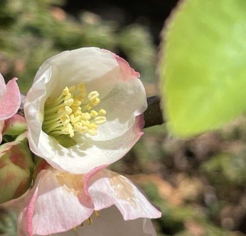 見事な木瓜(ボケ)です。