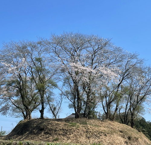 直ぐ側の円墳の桜が大分開花してきました🌸